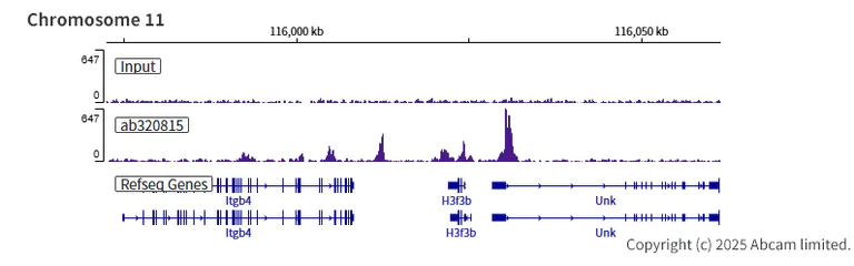 ChIP-sequencing - Anti-Histone H4 (acetyl K12) antibody [EPR28340-173] - BSA and Azide free (AB320816)