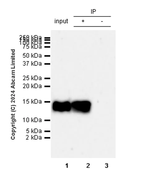 Immunoprecipitation - Anti-Histone H4 (acetyl K12) antibody [EPR28340-173] - BSA and Azide free (AB320816)