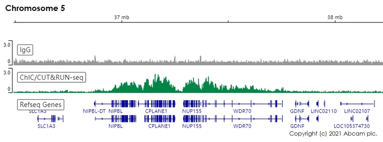 ChIC/CUT&RUN sequencing - Anti-Histone H4 (acetyl K16) antibody [EPR1004] (AB109463)