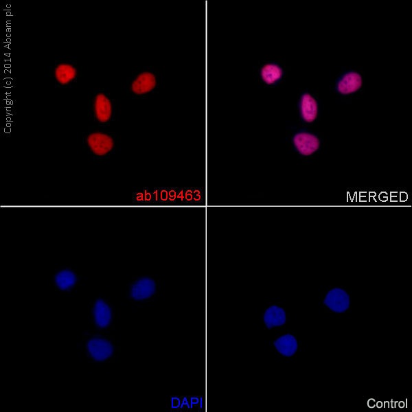 Immunocytochemistry/ Immunofluorescence - Anti-Histone H4 (acetyl K16) antibody [EPR1004] (ab109463), expandable thumbnail