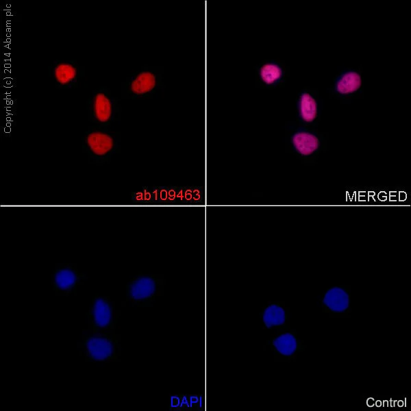 Immunocytochemistry/ Immunofluorescence - Anti-Histone H4 (acetyl K16) antibody [EPR1004] (AB109463)