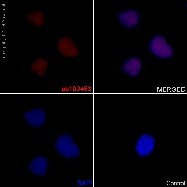 Immunocytochemistry/ Immunofluorescence - Anti-Histone H4 (acetyl K16) antibody [EPR1004] (ab109463), expandable thumbnail