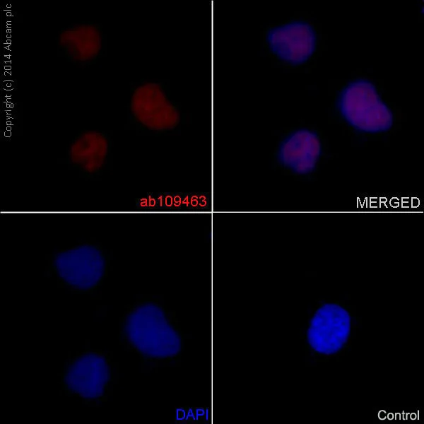 Immunocytochemistry/ Immunofluorescence - Anti-Histone H4 (acetyl K16) antibody [EPR1004] (AB109463)