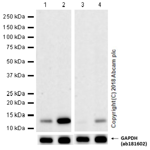 Western blot - Anti-Histone H4 (acetyl K16) antibody [EPR1004] (AB109463), expandable thumbnail