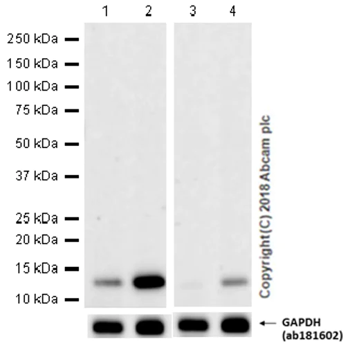Western blot - Anti-Histone H4 (acetyl K16) antibody [EPR1004] (AB109463)