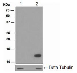 Western blot - Anti-Histone H4 (acetyl K16) antibody [EPR1004] (AB109463), expandable thumbnail