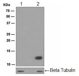 Western blot - Anti-Histone H4 (acetyl K16) antibody [EPR1004] (AB109463)