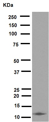 Western blot - Anti-Histone H4 (acetyl K16) antibody [EPR1004] (ab109463), expandable thumbnail