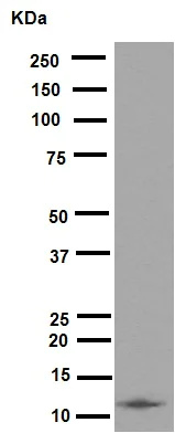 Western blot - Anti-Histone H4 (acetyl K16) antibody [EPR1004] (AB109463)