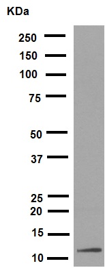 Western blot - Anti-Histone H4 (acetyl K16) antibody [EPR1004] (ab109463), expandable thumbnail