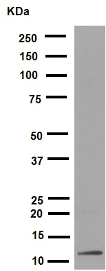 Western blot - Anti-Histone H4 (acetyl K16) antibody [EPR1004] (AB109463)