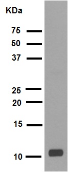 Western blot - Anti-Histone H4 (acetyl K16) antibody [EPR1004] (ab109463), expandable thumbnail