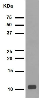 Western blot - Anti-Histone H4 (acetyl K16) antibody [EPR1004] (AB109463)