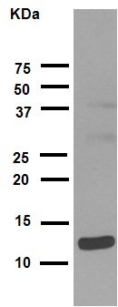 Western blot - Anti-Histone H4 (acetyl K16) antibody [EPR1004] (AB109463), expandable thumbnail