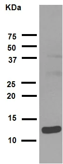 Western blot - Anti-Histone H4 (acetyl K16) antibody [EPR1004] (AB109463)
