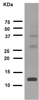Western blot - Anti-Histone H4 (acetyl K16) antibody [EPR1004] (AB109463)