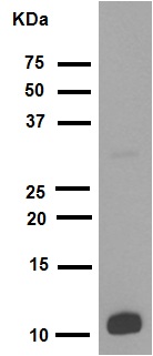 Western blot - Anti-Histone H4 (acetyl K16) antibody [EPR1004] (ab109463), expandable thumbnail