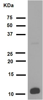 Western blot - Anti-Histone H4 (acetyl K16) antibody [EPR1004] (AB109463)