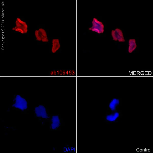 Immunocytochemistry/ Immunofluorescence - Anti-Histone H4 (acetyl K16) antibody [EPR1004] - BSA and Azide free (AB194352)