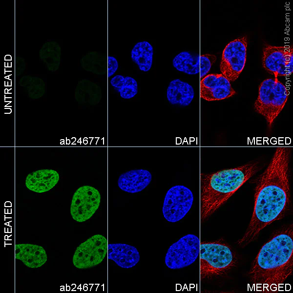 Immunocytochemistry/ Immunofluorescence - Anti-Histone H4 (acetyl K16) antibody [EPR1004] - BSA and Azide free (AB194352)