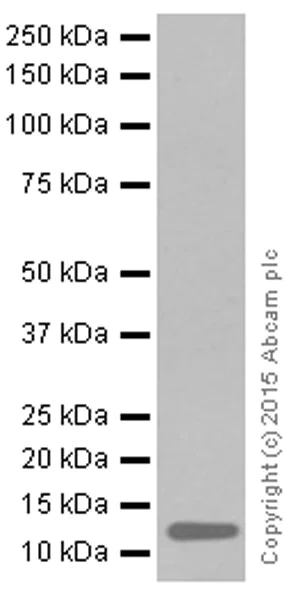 Western blot - Anti-Histone H4 (acetyl K16) antibody [EPR1004] - BSA and Azide free (AB194352)