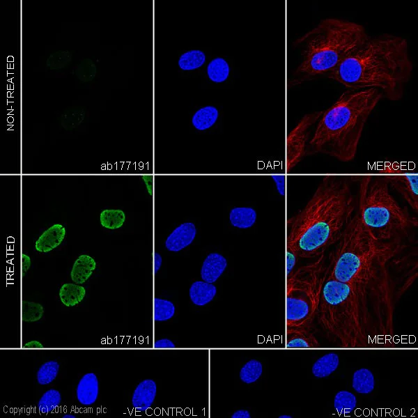 Immunocytochemistry/ Immunofluorescence - Anti-Histone H4 (acetyl K20) antibody [EPR16998(2)] - ChIP Grade - BSA and Azide free (AB249948)
