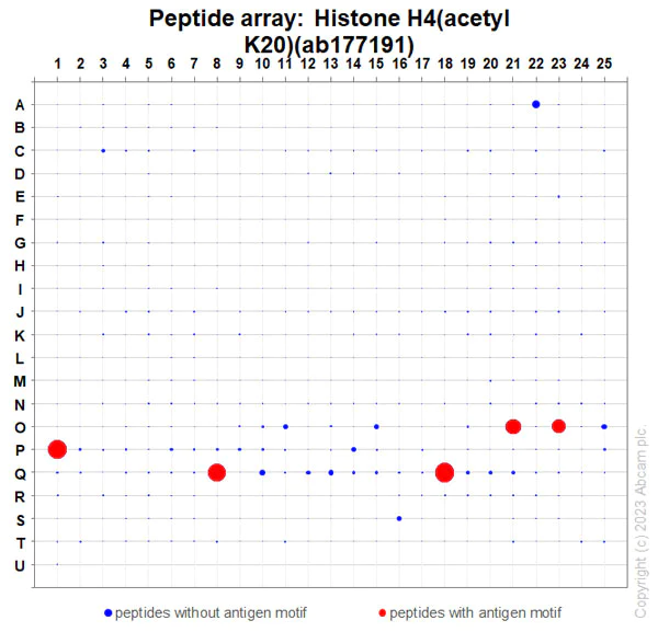 Peptide Array - Anti-Histone H4 (acetyl K20) antibody [EPR16998(2)] - ChIP Grade - BSA and Azide free (AB249948)