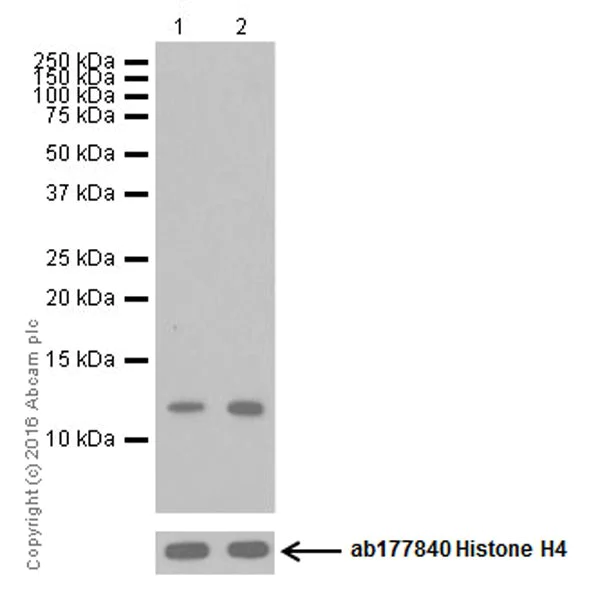 Western blot - Anti-Histone H4 (acetyl K20) antibody [EPR16998(2)] - ChIP Grade - BSA and Azide free (AB249948)