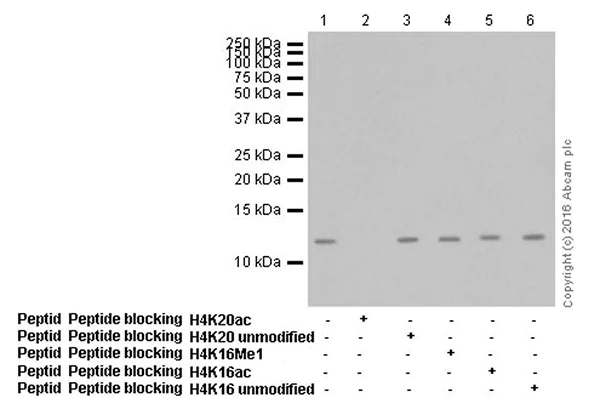 Western blot - Anti-Histone H4 (acetyl K20) antibody [EPR16998(2)] - ChIP Grade - BSA and Azide free (AB249948)