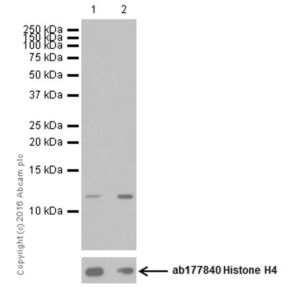 Western blot - Anti-Histone H4 (acetyl K20) antibody [EPR16998(2)] - ChIP Grade - BSA and Azide free (AB249948)