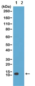 Western blot - Anti-Histone H4 (acetyl K20) antibody [RM205] (AB214655)