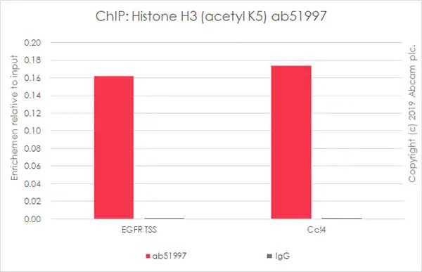 ChIP - Anti-Histone H4 (acetyl K5) antibody [EP1000Y] - BSA and Azide free (AB232507), expandable thumbnail