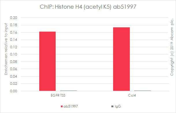 ChIP - Anti-Histone H4 (acetyl K5) antibody [EP1000Y] - ChIP Grade (AB51997)