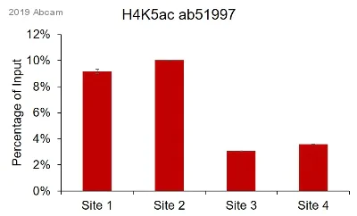 ChIP - Anti-Histone H4 (acetyl K5) antibody [EP1000Y] - ChIP Grade (AB51997)