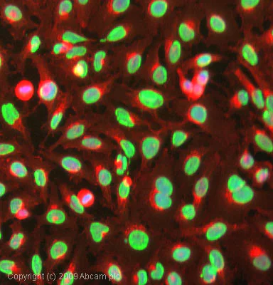 Immunocytochemistry/ Immunofluorescence - Anti-Histone H4 (acetyl K5) antibody [EP1000Y] - ChIP Grade (AB51997)