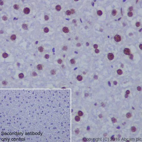 Immunohistochemistry (Formalin/PFA-fixed paraffin-embedded sections) - Anti-Histone H4 (acetyl K5) antibody [EP1000Y] - ChIP Grade (AB51997)
