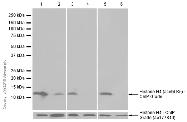 Western blot - Anti-Histone H4 (acetyl K5) antibody [EP1000Y] - ChIP Grade (AB51997)