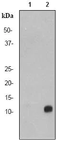 Western blot - Anti-Histone H4 (acetyl K5) antibody [EP1000Y] - ChIP Grade (AB51997)