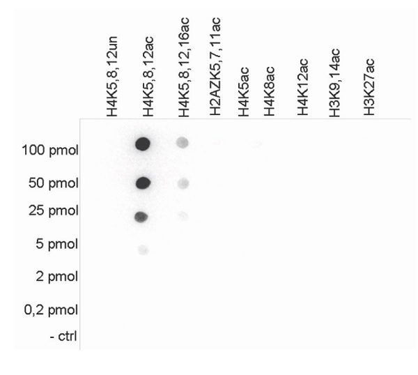 Dot Blot - Anti-Histone H4 (acetyl K5 + K8 + K12) antibody (AB233193), expandable thumbnail