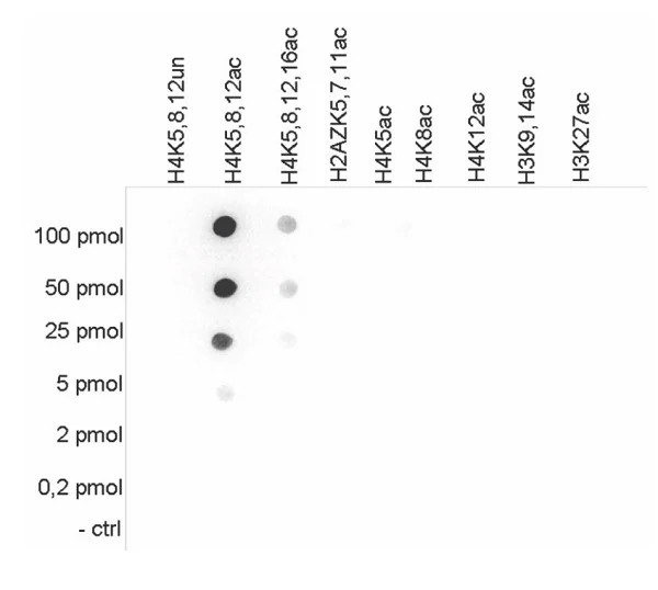 Dot Blot - Anti-Histone H4 (acetyl K5 + K8 + K12) antibody (AB233193)