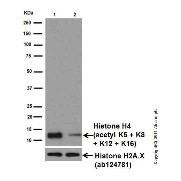Western blot - Anti-Histone H4 (acetyl K5 + K8 + K12 + K16) antibody [EPR16606] (AB177790)