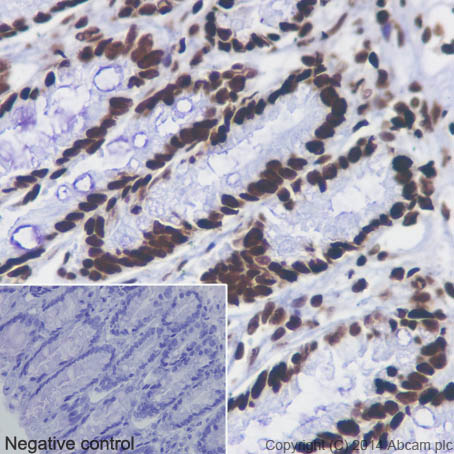 Immunohistochemistry (Formalin/PFA-fixed paraffin-embedded sections) - Anti-Histone H4 (acetyl K5 + K8 + K12 + K16) antibody [EPR16606] - BSA and Azide free (ab240201), expandable thumbnail