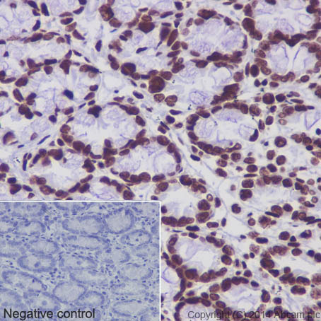 Immunohistochemistry (Formalin/PFA-fixed paraffin-embedded sections) - Anti-Histone H4 (acetyl K5 + K8 + K12 + K16) antibody [EPR16606] - BSA and Azide free (ab240201), expandable thumbnail