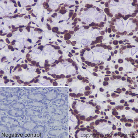 Immunohistochemistry (Formalin/PFA-fixed paraffin-embedded sections) - Anti-Histone H4 (acetyl K5 + K8 + K12 + K16) antibody [EPR16606] - BSA and Azide free (AB240201)