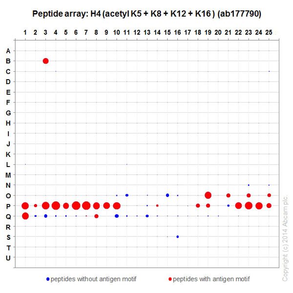 Peptide Array - Anti-Histone H4 (acetyl K5 + K8 + K12 + K16) antibody [EPR16606] - BSA and Azide free (AB240201), expandable thumbnail