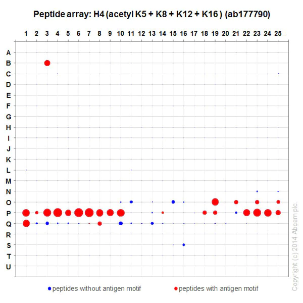 Peptide Array - Anti-Histone H4 (acetyl K5 + K8 + K12 + K16) antibody [EPR16606] - BSA and Azide free (AB240201)
