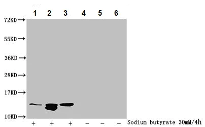 Western blot - Anti-Histone H4 (acetyl K77) antibody (AB241117)