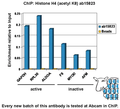 ChIP - Anti-Histone H4 (acetyl K8) antibody - ChIP Grade (AB15823)