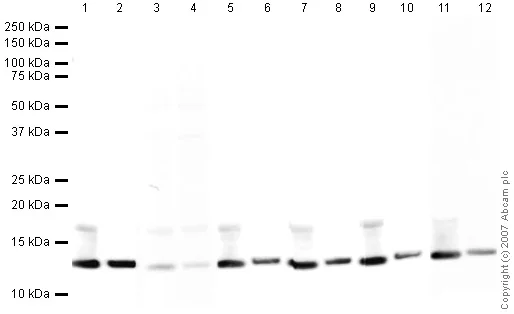 Western blot - Anti-Histone H4 (acetyl K8) antibody - ChIP Grade (AB15823)