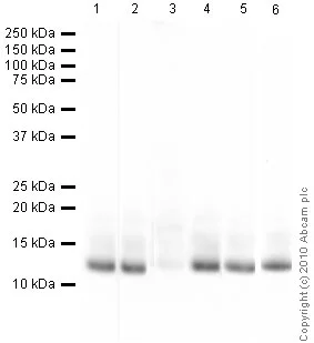 Western blot - Anti-Histone H4 (acetyl K8) antibody - ChIP Grade (AB15823)